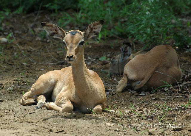 puku rsa 255.jpg - Impala (Aepyceros melampus)